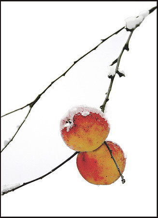Winter Apples