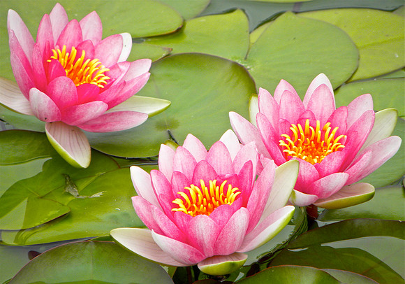 Water Lilies #9