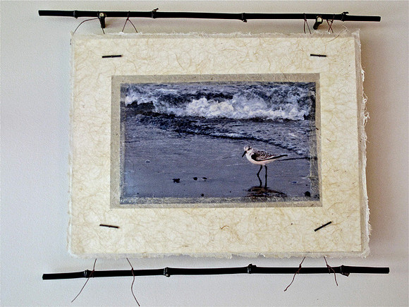 Western Sandpiper