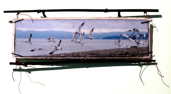 Caspian Terns