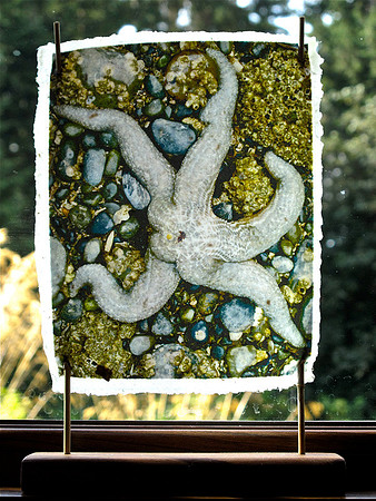 Sea Star 2