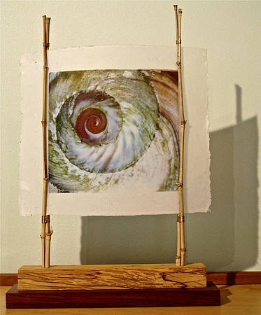 Moon snail