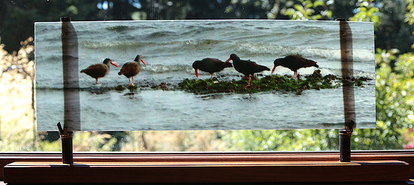 'Oystercatchers' in sunlight