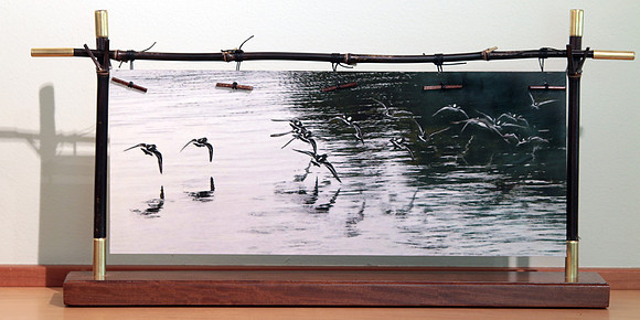 'Black Turnstones'