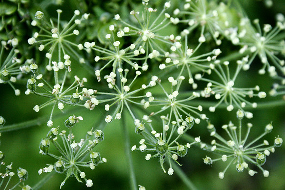 Bear Grass Blossom