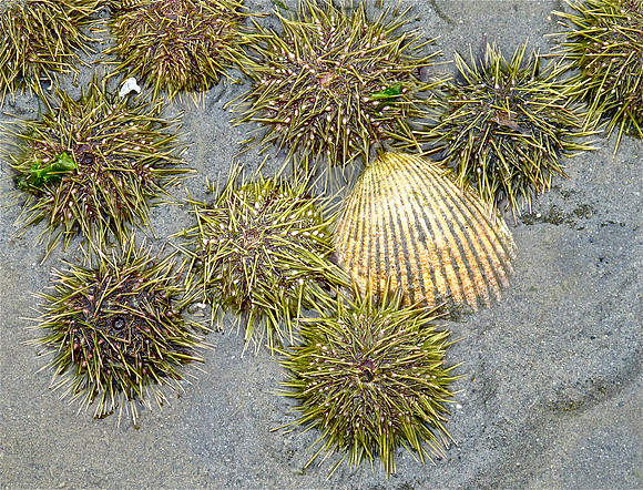 Urchins