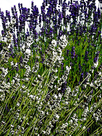 Lavender Watercolor 2