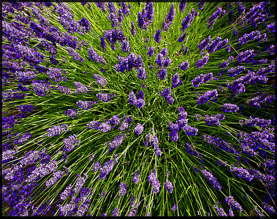 Lavender 4