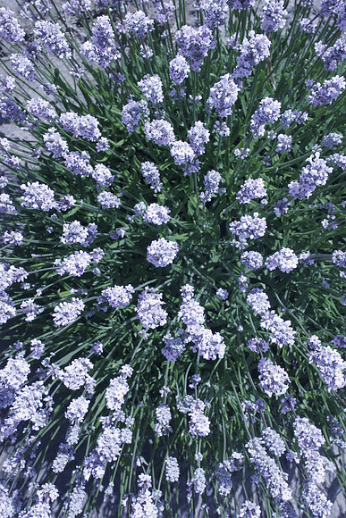 Lavender 7
