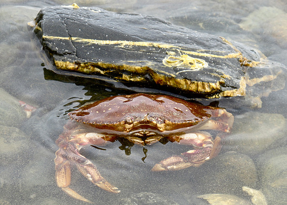 Crab