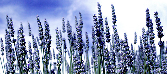 Lavender Panorama