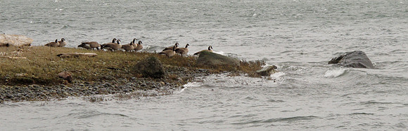 Canada Geese