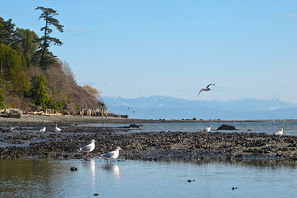 Beach at Bower's Bluff