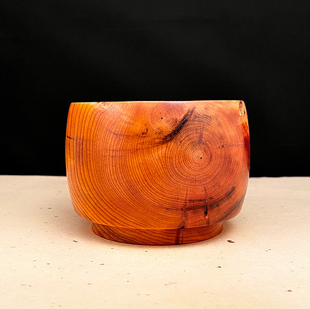 195 pacific yew 4"x2-1/2"