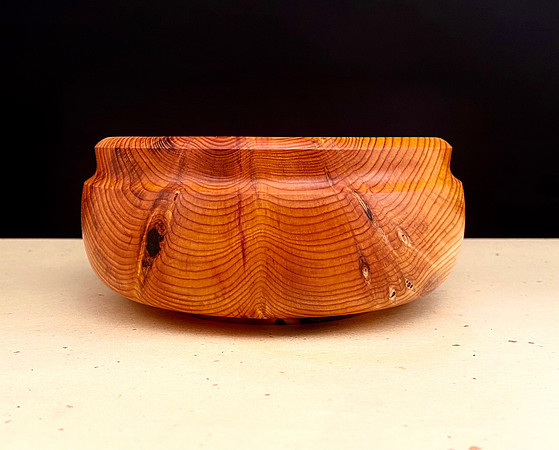 198 pacific yew 7"x2-1/2"