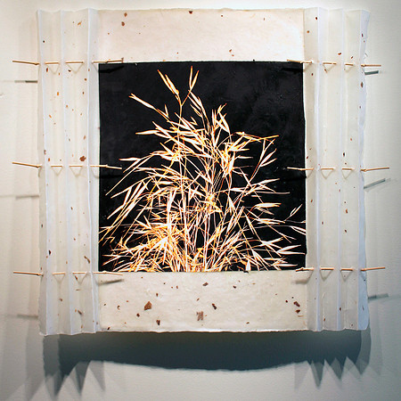 Stipa-Gigantica