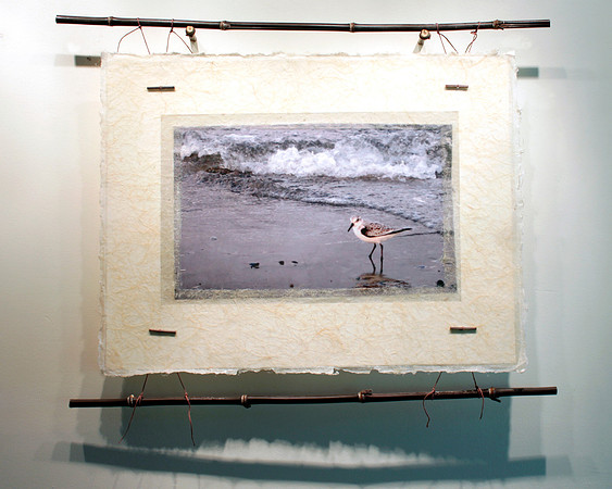 Western-Sandpiper