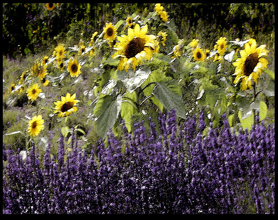 Lavender-Sunflower Watercolor close-up