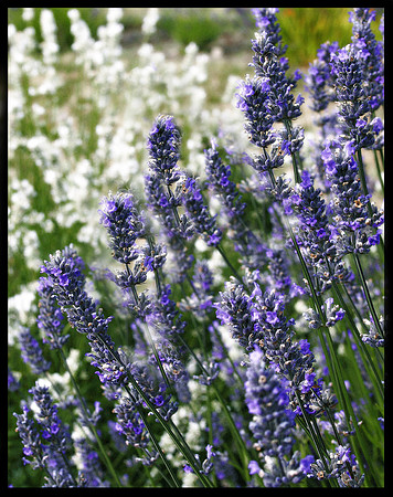 Lavender 5