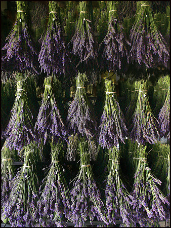 Lavender Drying