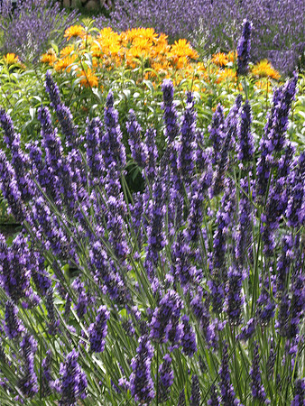 Lavender 3