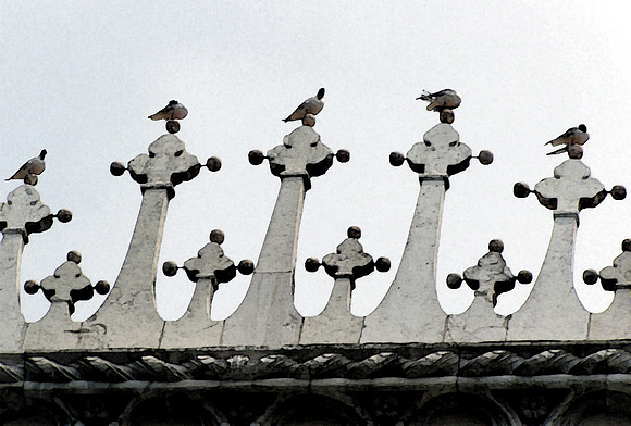 Pigeons