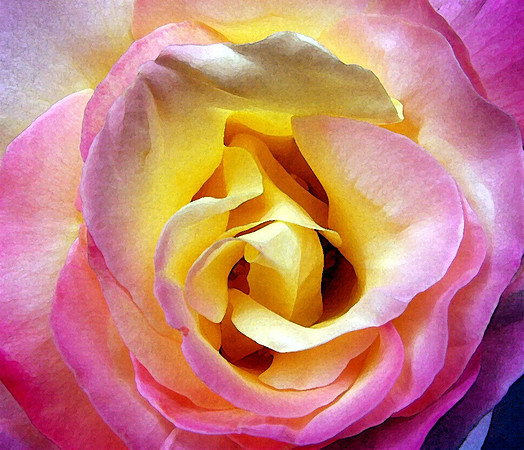Peace Rose