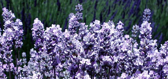 Lavender 6