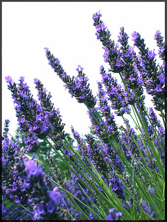 Lavender 2