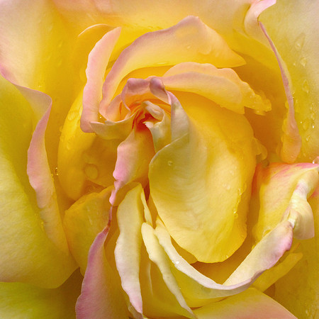 Dainty Bess