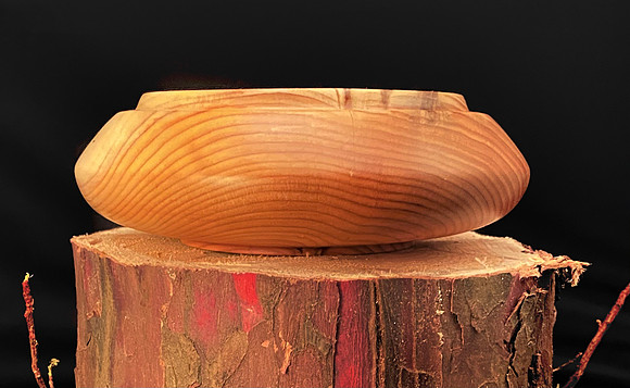131 pacific yew 5"x2"
