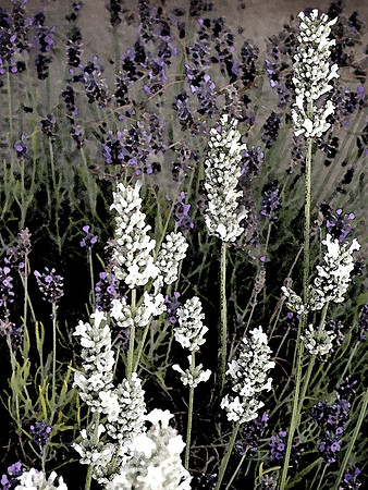Lavender Watercolor