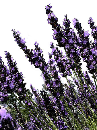 Lavender 2 Watercolor