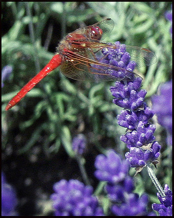 Red Dragonfly