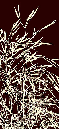 Stipa