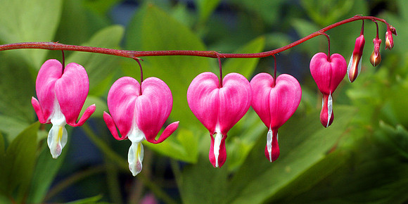 Bleeding Heart