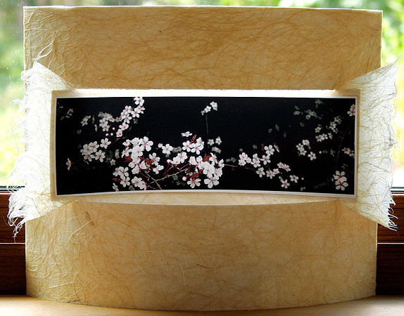 Plum Blossom Relight