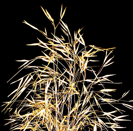 Stipa Gigantia
