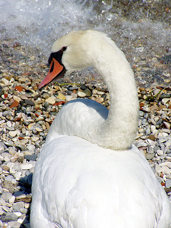 Swan, Lago Como