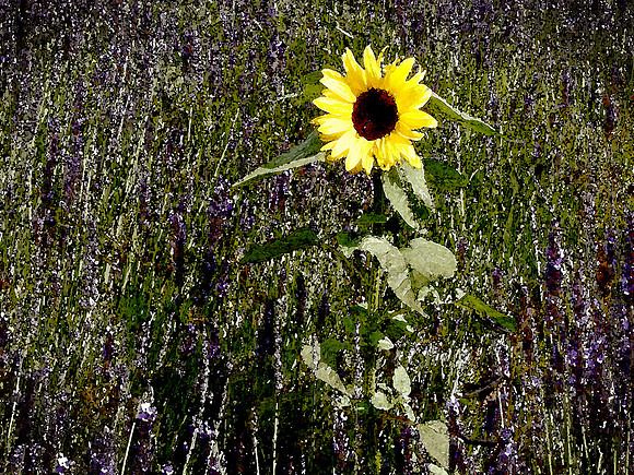 Sunflower and Lavender Watercolor